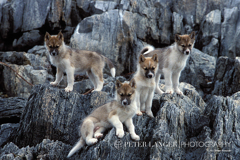 %_tempFileNamepets002%