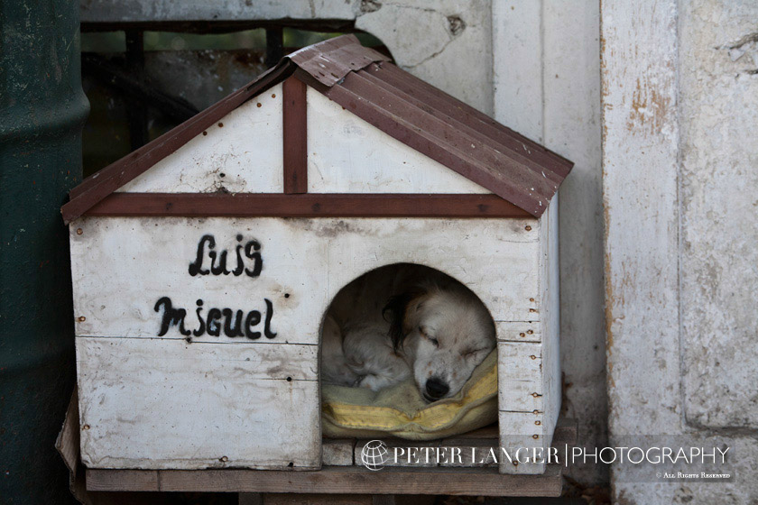 %_tempFileNamepets011%